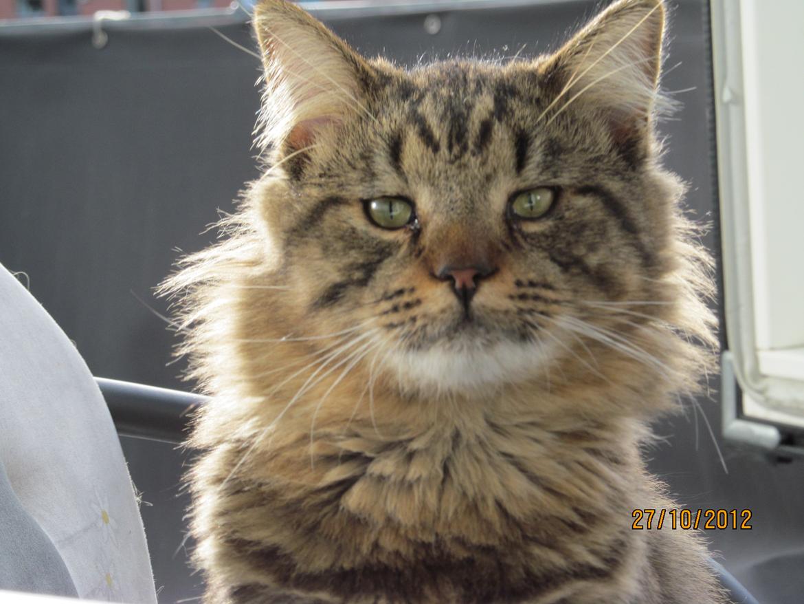 Maine Coon Aslan Avalon billede 1
