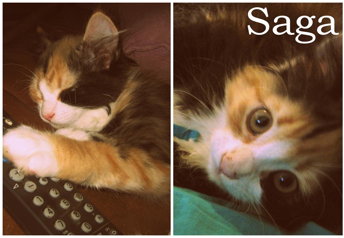 Blanding af racer Saga - Min smukke Sagamus billede 4