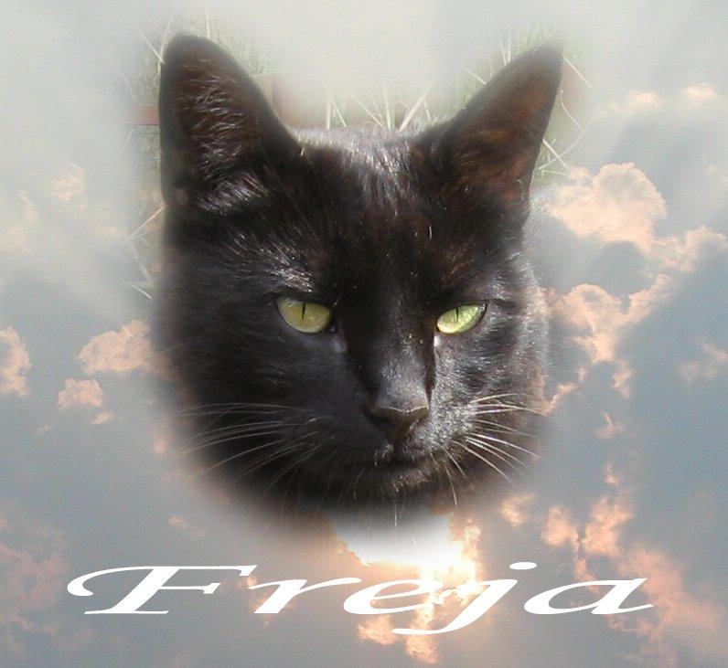 Huskat Freja billede 2