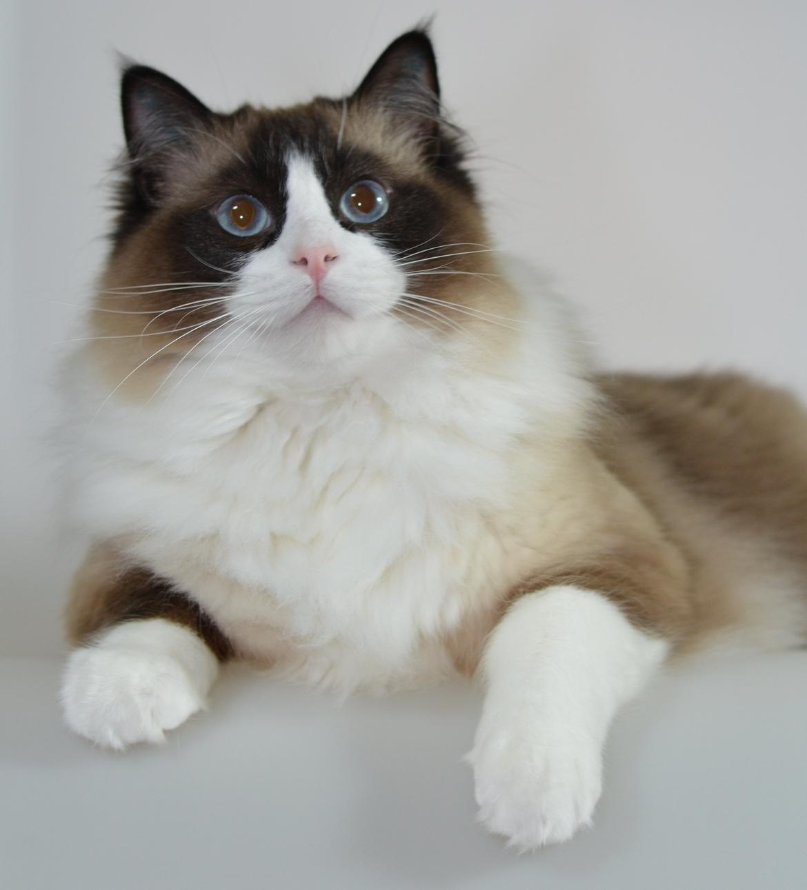 Ragdoll Tyson billede 6