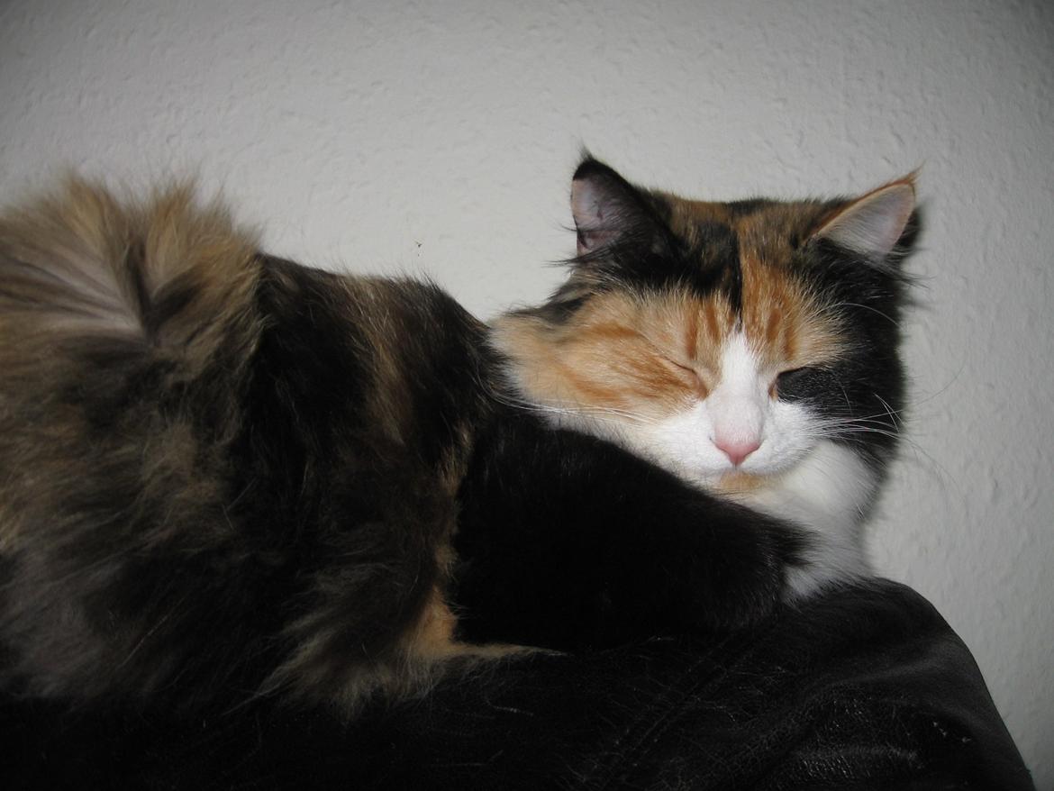 Blanding af racer Saga billede 3