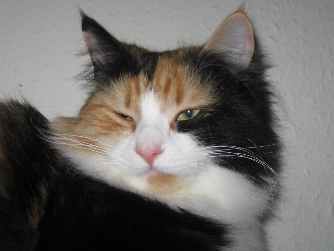 Blanding af racer Saga billede 2