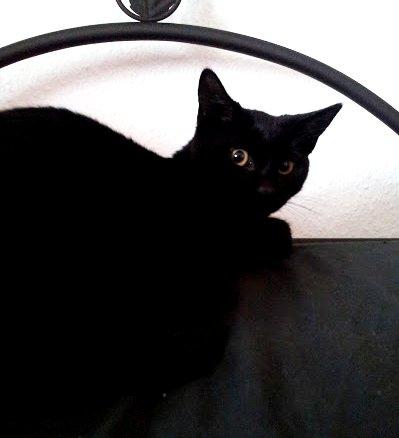 Huskat Leonard Mi Mi - " Du er tosset mor o.O! " billede 8