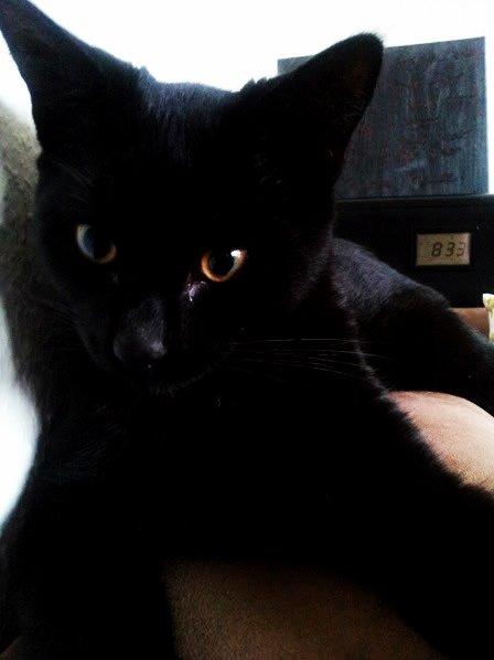 Huskat Leonard Mi Mi - Såeh fiiin <3 billede 4