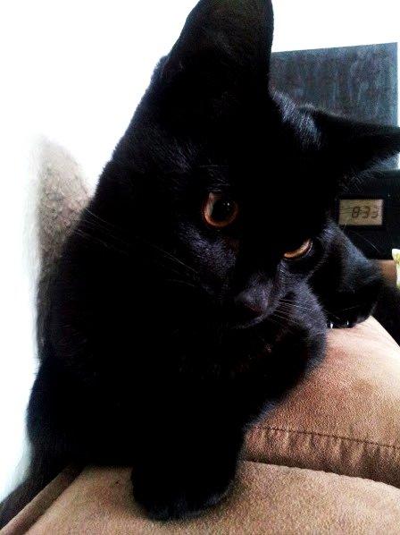 Huskat Leonard Mi Mi - Og smuuuuk <3 billede 5