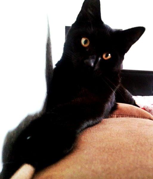 Huskat Leonard Mi Mi - Min lille babuuuh !  billede 3