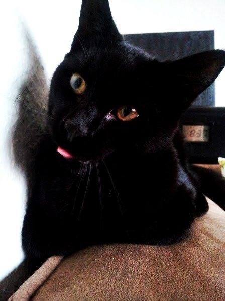 Huskat Leonard Mi Mi - Hæhæh Han var lige ved at gabe der ;D billede 7