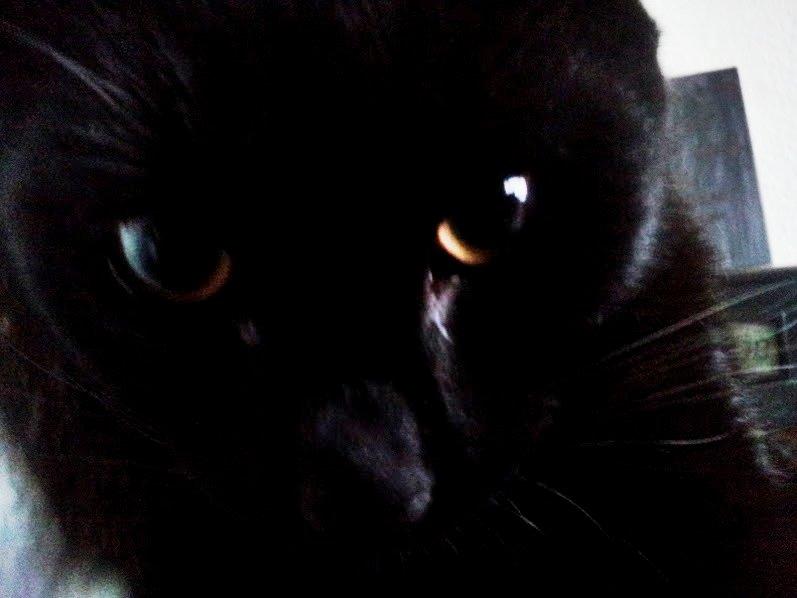 Huskat Leonard Mi Mi - Og dutteeet <3 billede 6