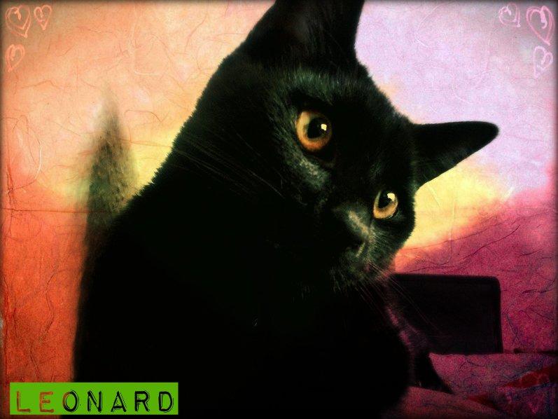 Huskat Leonard Mi Mi - Smukke Mi Mi <3 billede 1