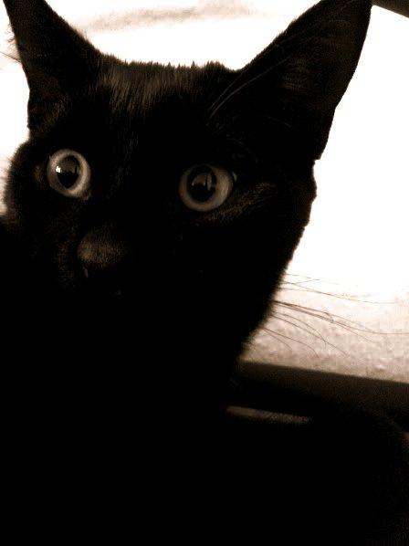 Huskat Leonard Mi Mi - o.O billede 2