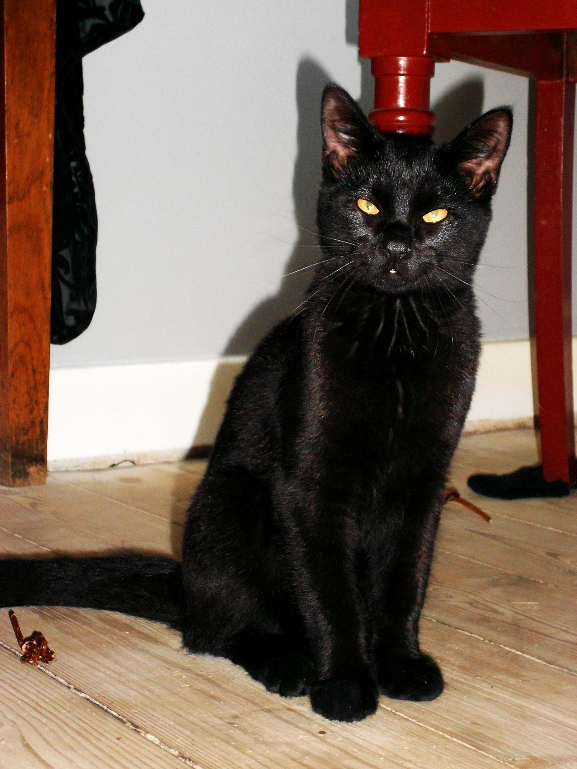 Huskat Leonard Mi Mi - Hjemme og besøge kæresten . Sept.2012 billede 9