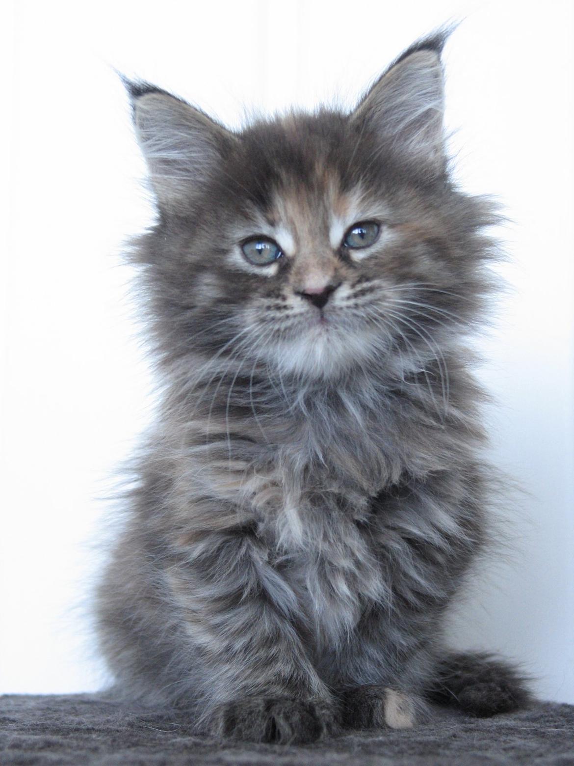 Maine Coon Idaho (SOLGT) - 6 uger 2 dage. 25.10.2012 billede 4