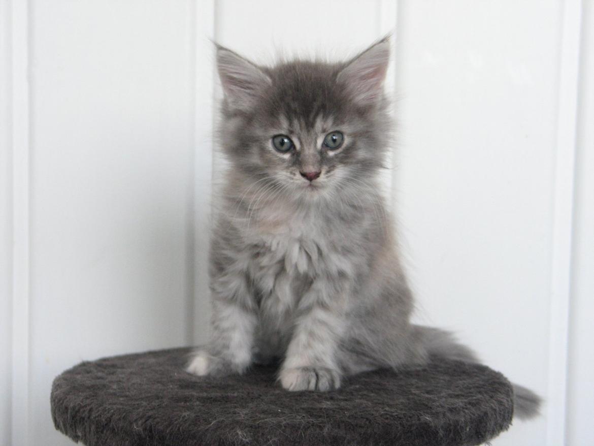 Maine Coon Montana (SOLGT) - 6 uger 2 dage. 25.10.2012 billede 4