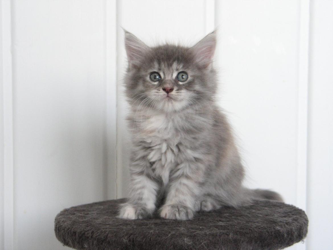 Maine Coon Montana (SOLGT) - 6 uger 2 dage. 25.10.2012 billede 5