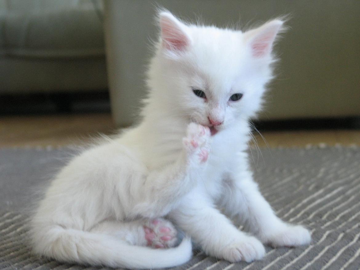 Maine Coon Iowa  (SOLGT) - 6 uger 2 dage. 25.10.2012 billede 3