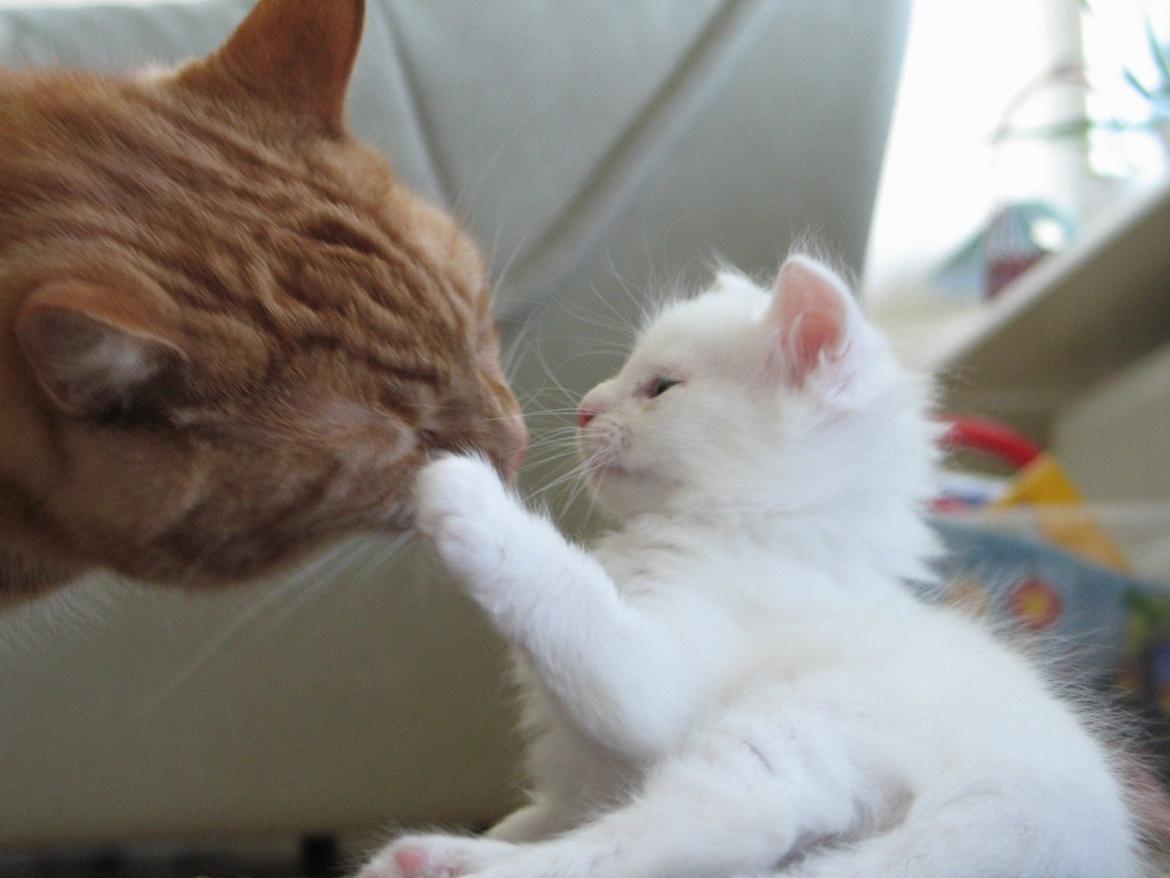 Maine Coon Iowa  (SOLGT) - 6 uger 2 dage. 25.10.2012 billede 2