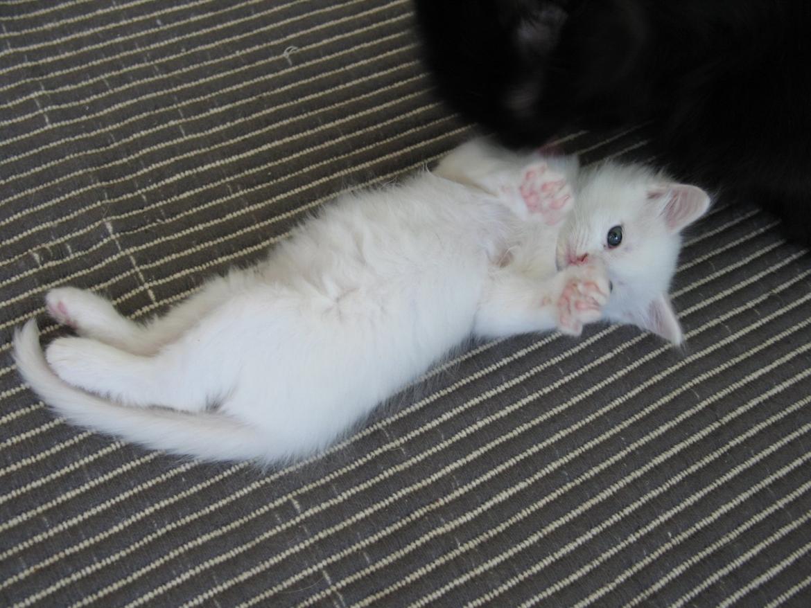 Maine Coon Iowa  (SOLGT) - 6 uger 2 dage. 25.10.2012 billede 5