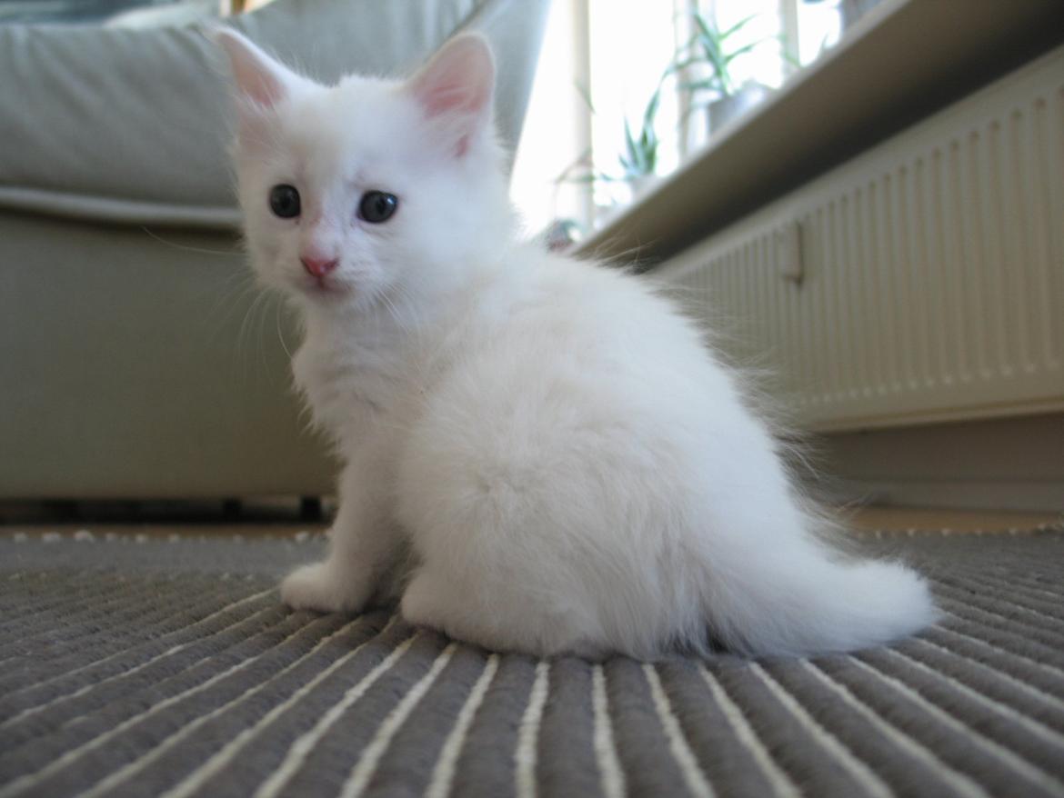 Maine Coon Iowa  (SOLGT) - 6 uger 2 dage. 25.10.2012 billede 6