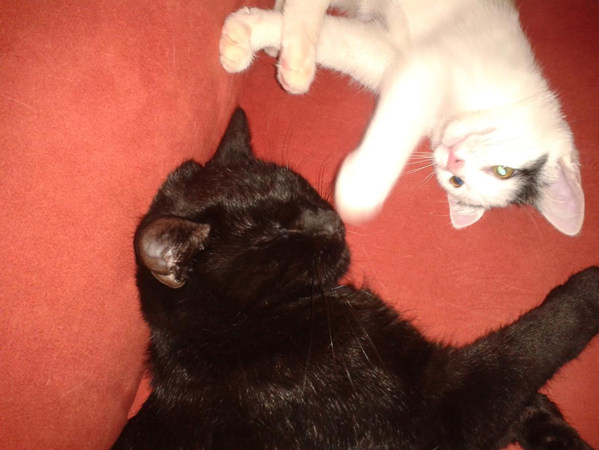 Huskat Blackie 2 billede 1