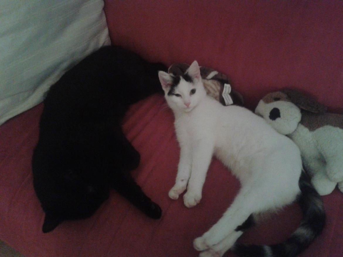 Huskat Blackie 2 billede 2