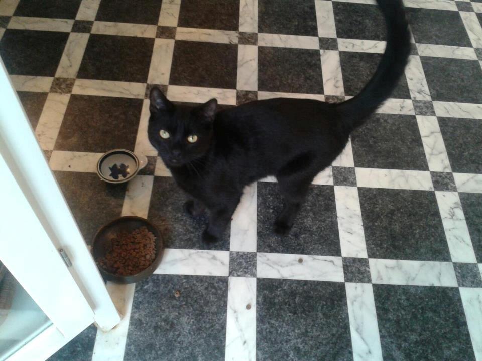 Huskat Blackie 2 billede 4