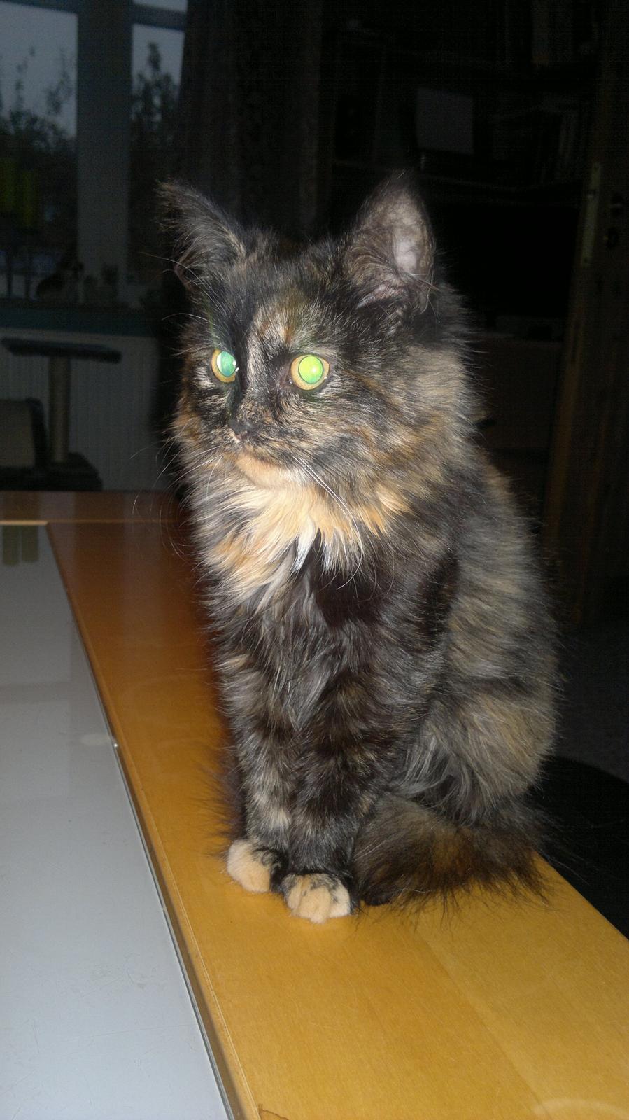 Blanding af racer Sofie (Fie) billede 1