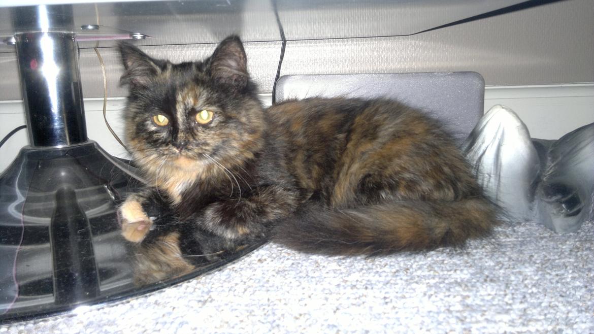 Blanding af racer Sofie (Fie) billede 2