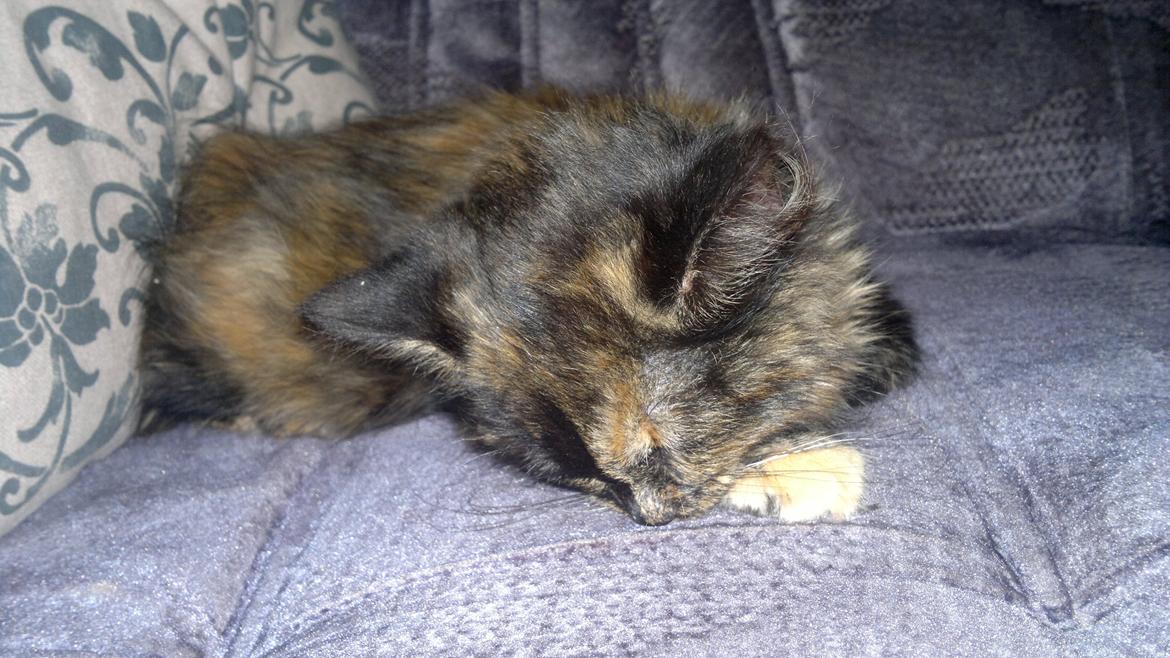 Blanding af racer Sofie (Fie) billede 3