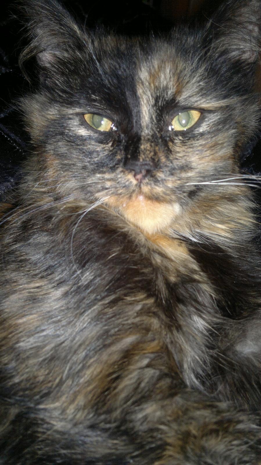 Blanding af racer Sofie (Fie) billede 4