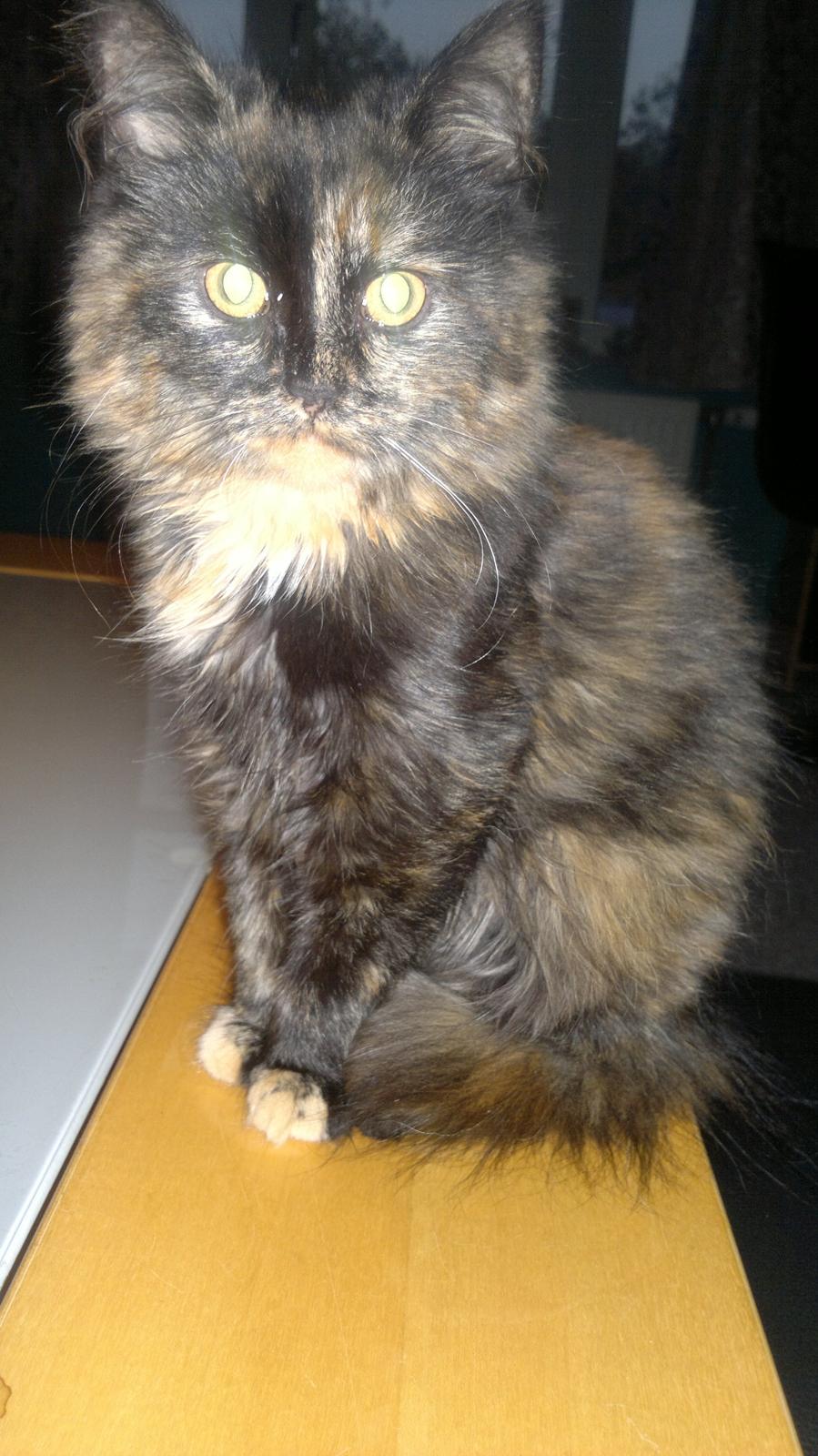 Blanding af racer Sofie (Fie) billede 5