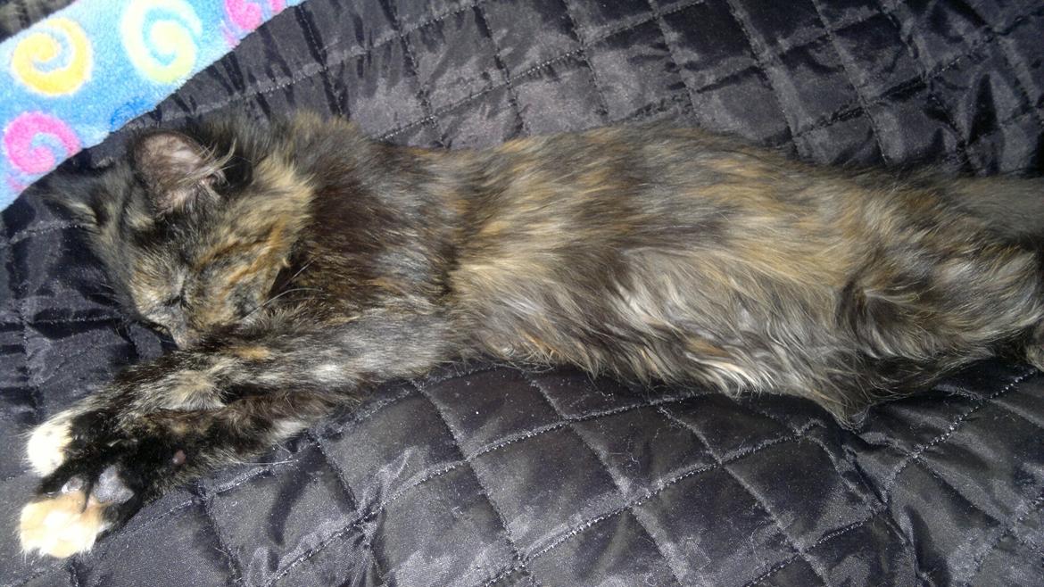 Blanding af racer Sofie (Fie) billede 6