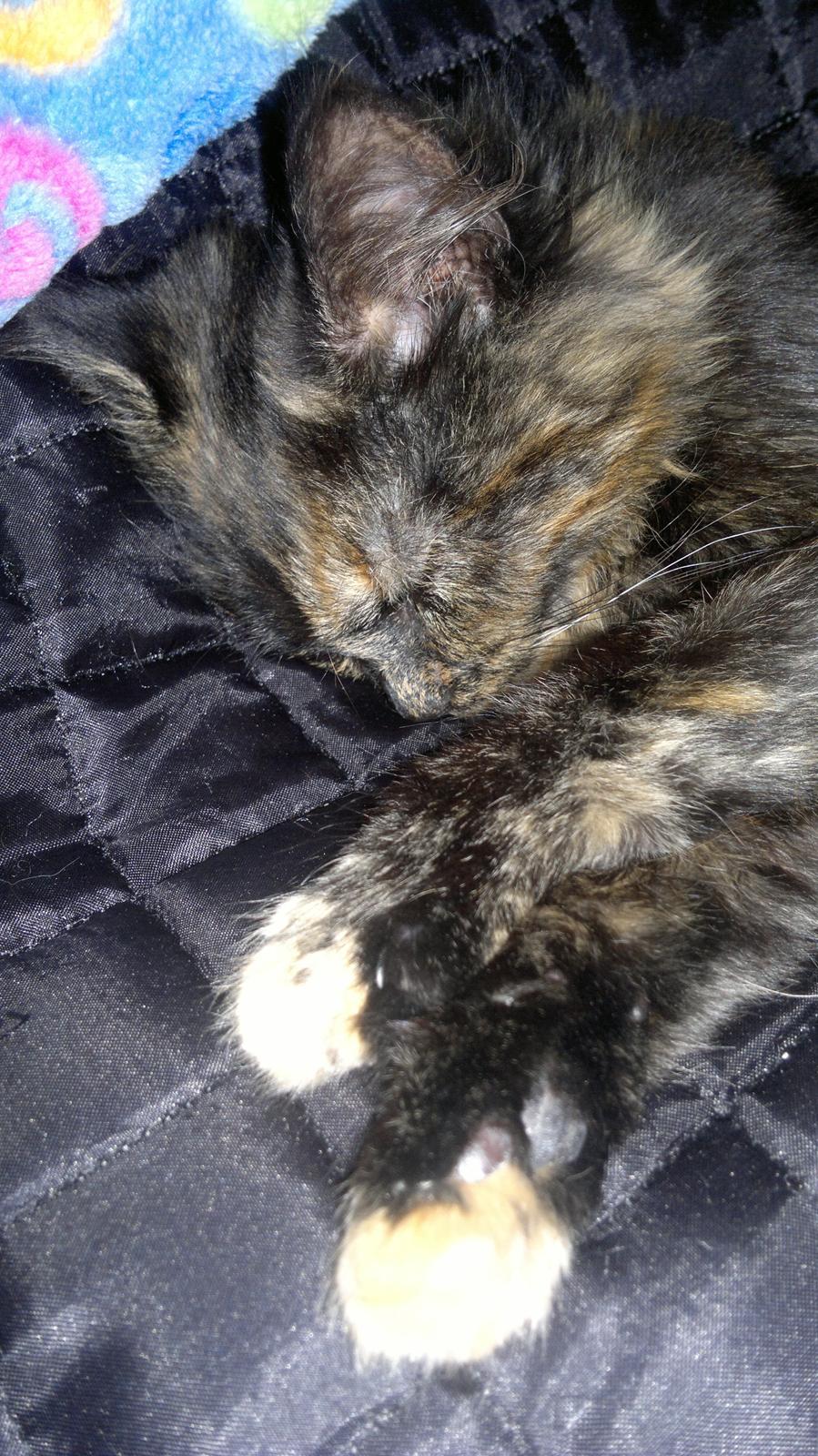 Blanding af racer Sofie (Fie) billede 7