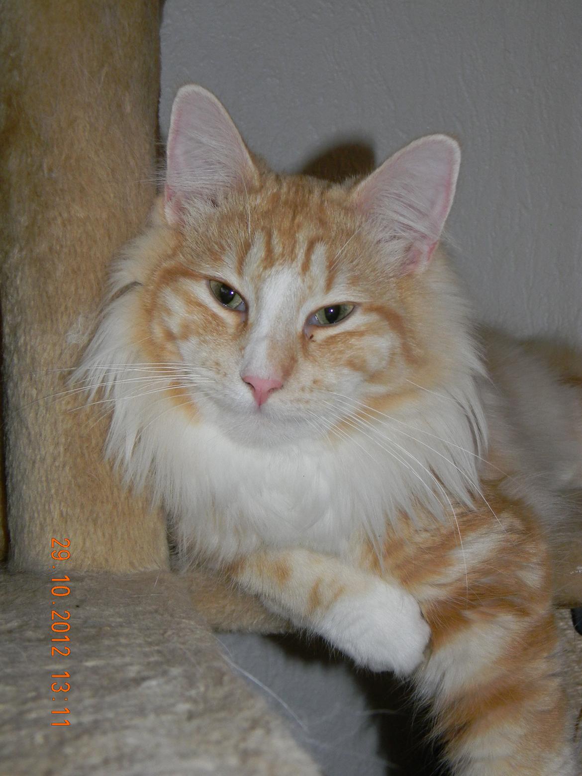 Norsk Skovkat CH Prinz Tjorven of Stellenbosch*D billede 20