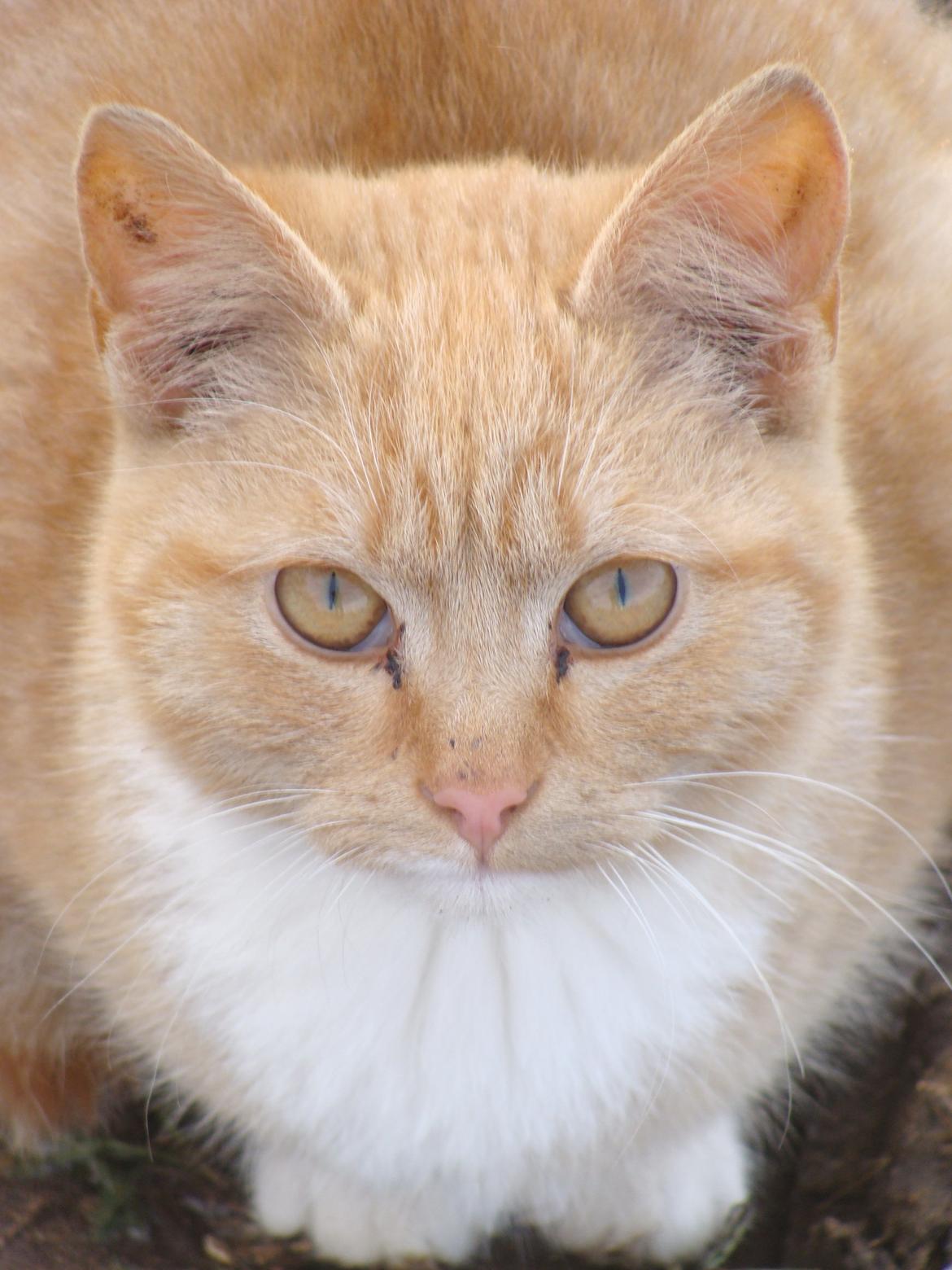 Huskat Hutson billede 4