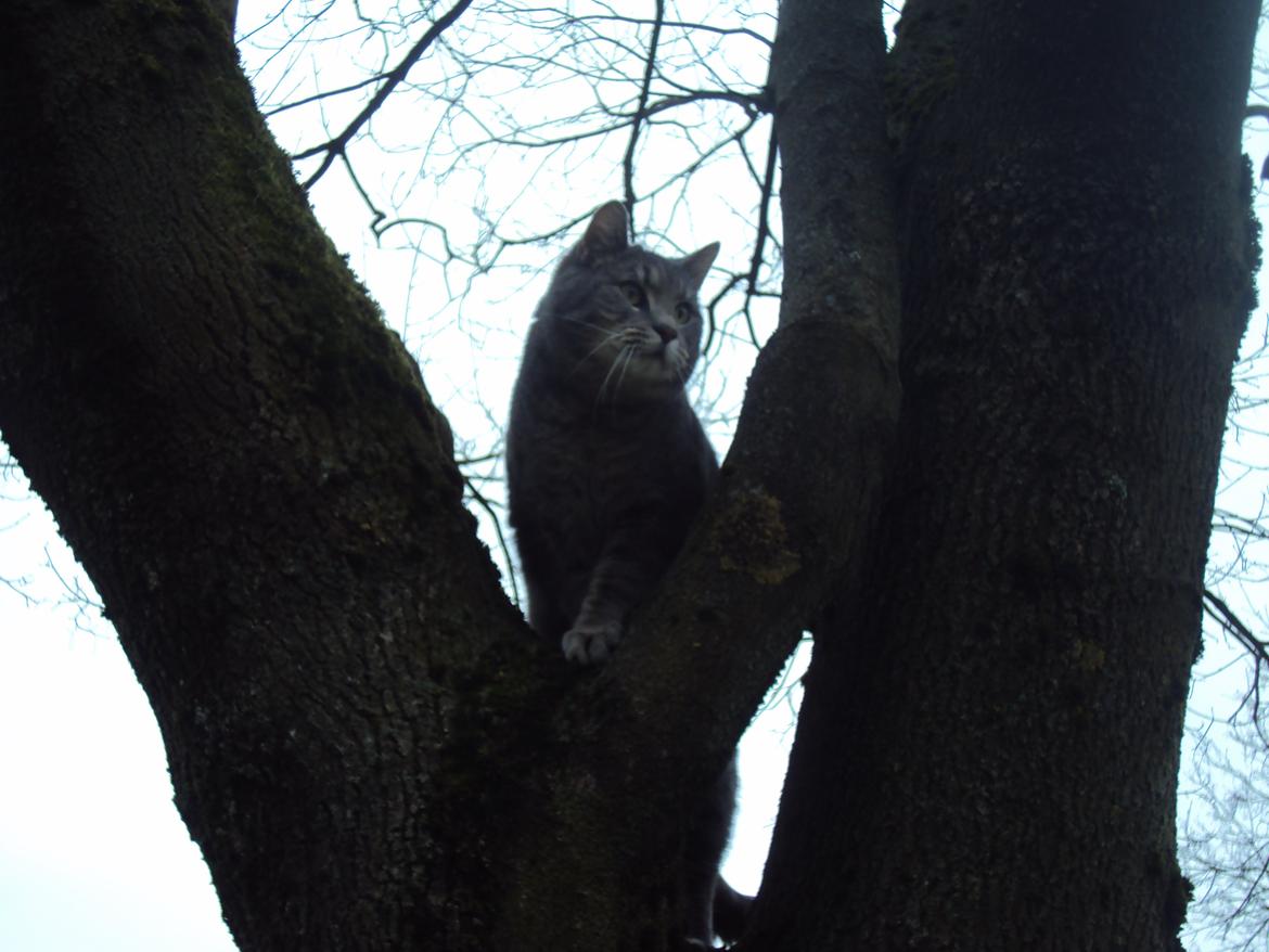 Blanding af racer Missen billede 1