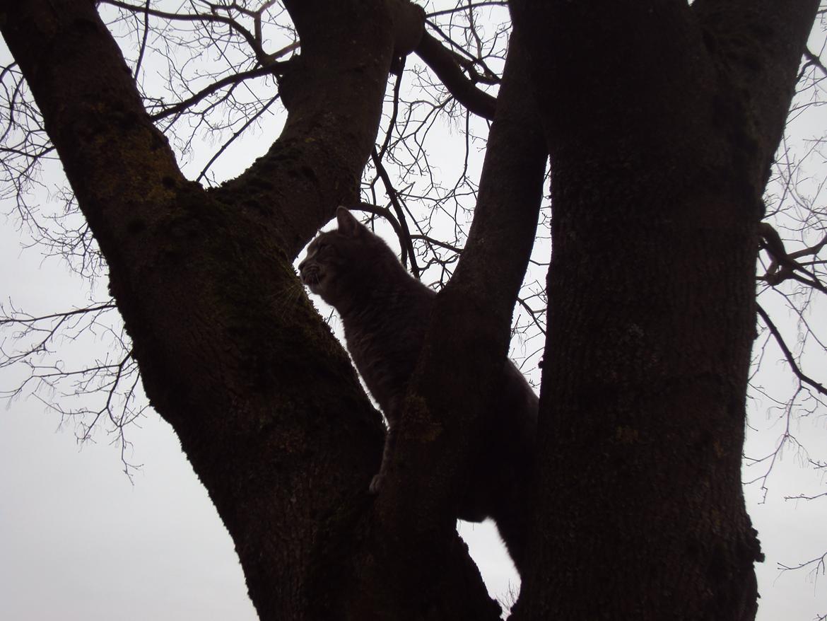 Blanding af racer Missen billede 2