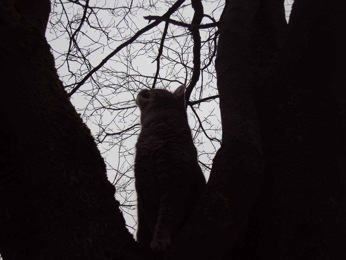 Blanding af racer Missen billede 3