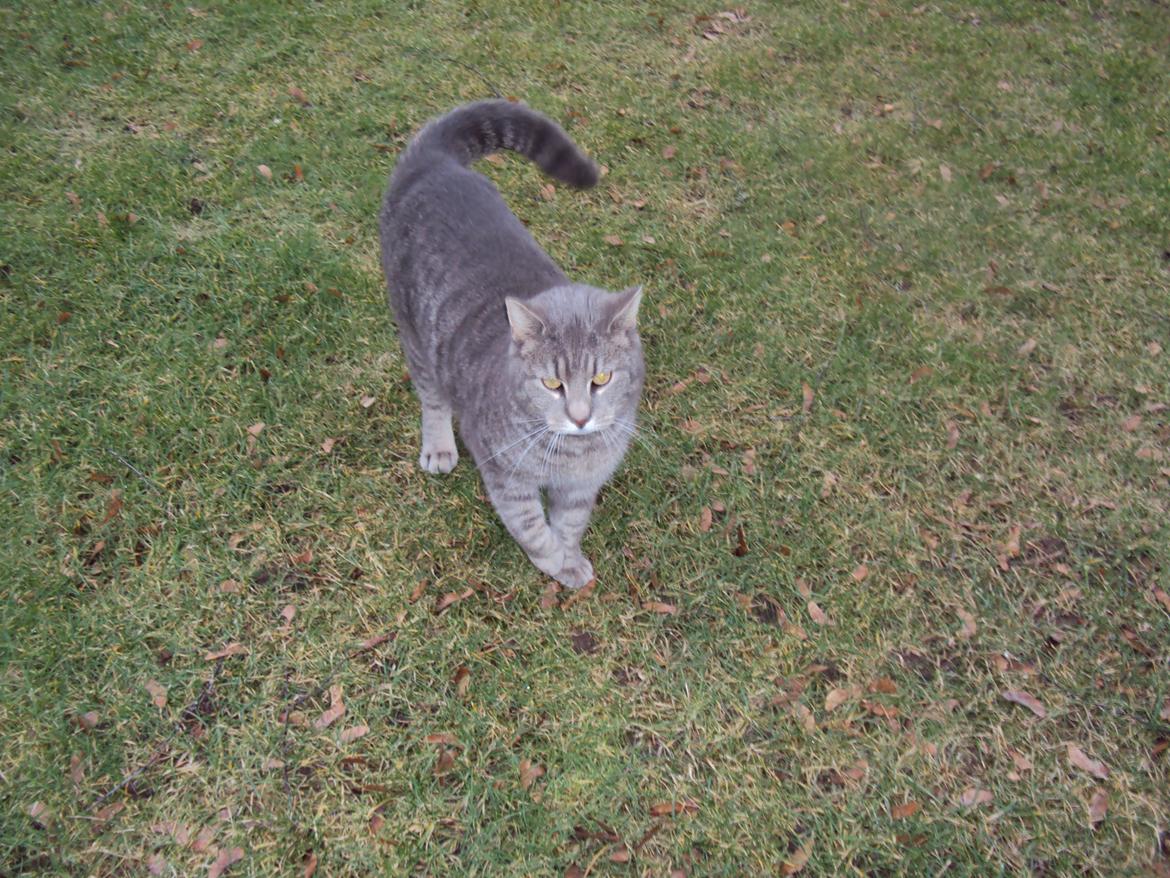 Blanding af racer Missen billede 4