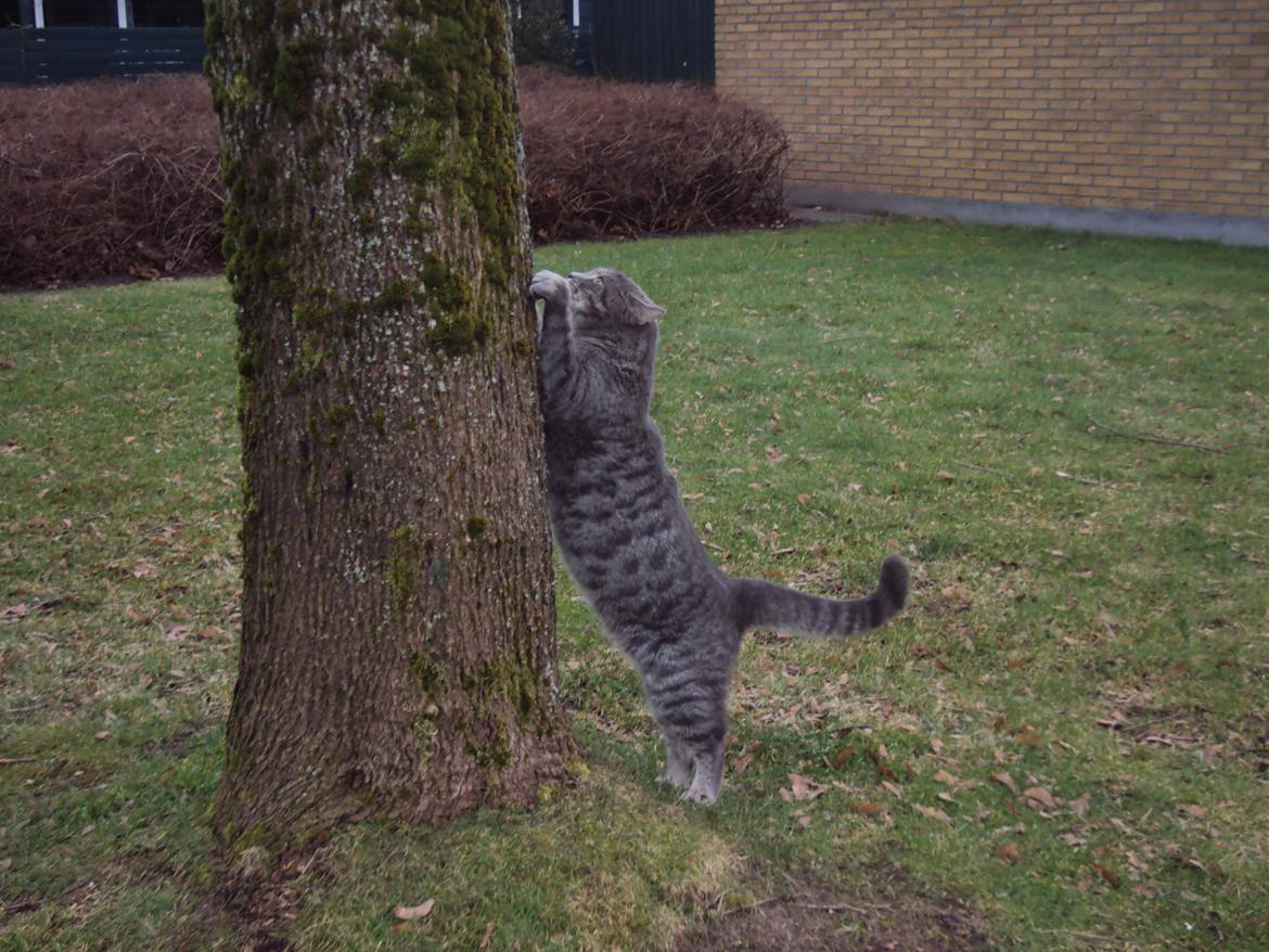 Blanding af racer Missen billede 5