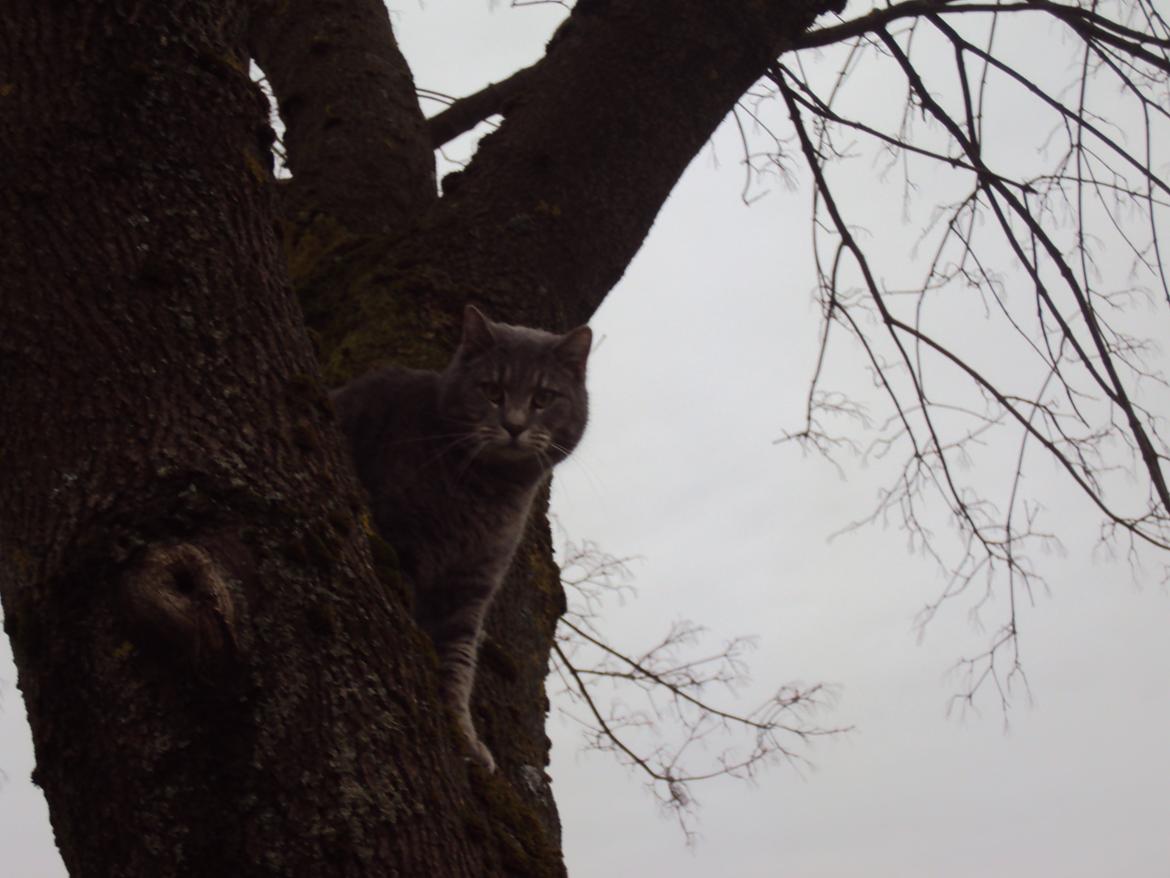 Blanding af racer Missen billede 6