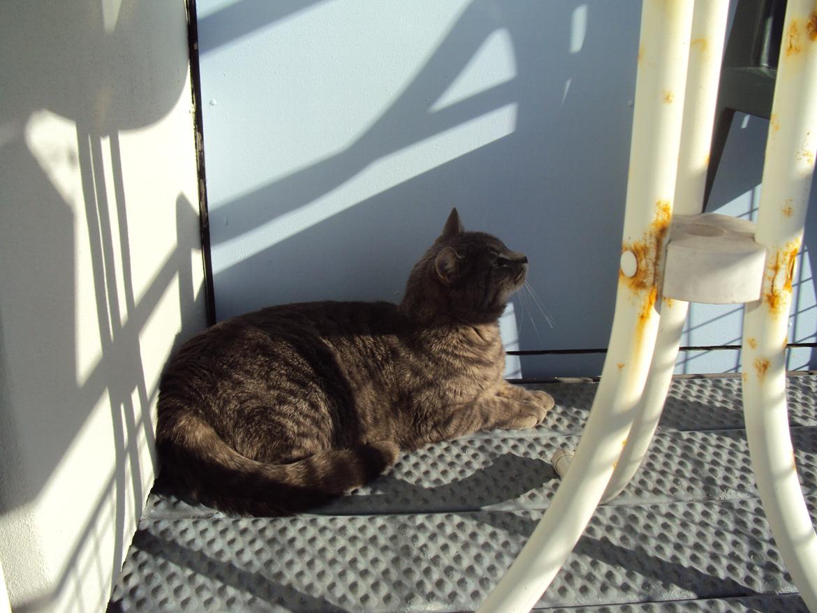 Blanding af racer Missen billede 7