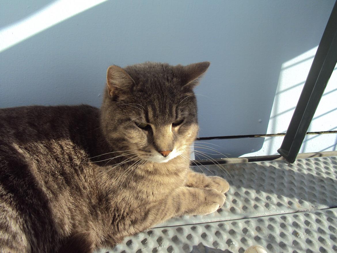 Blanding af racer Missen billede 8