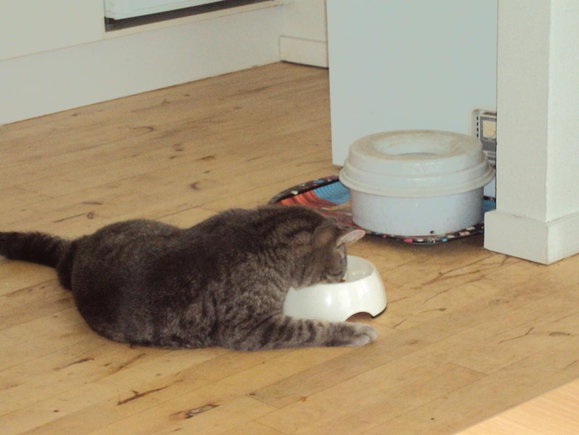 Blanding af racer Missen billede 9