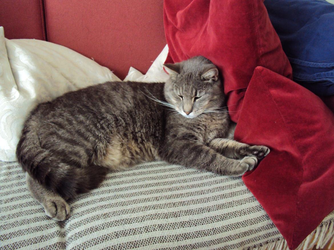 Blanding af racer Missen billede 10