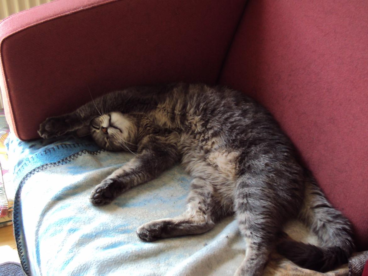 Blanding af racer Missen billede 11