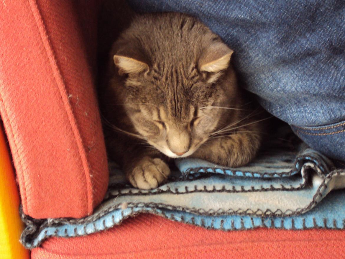 Blanding af racer Missen billede 12