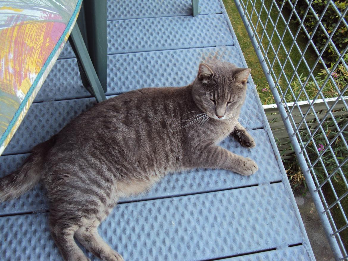 Blanding af racer Missen billede 13