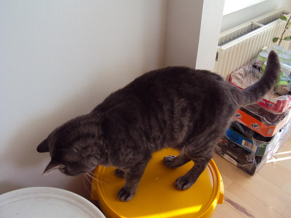 Blanding af racer Missen billede 14