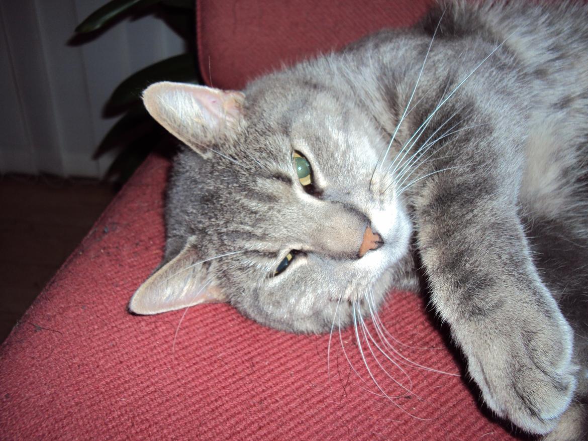 Blanding af racer Missen billede 15