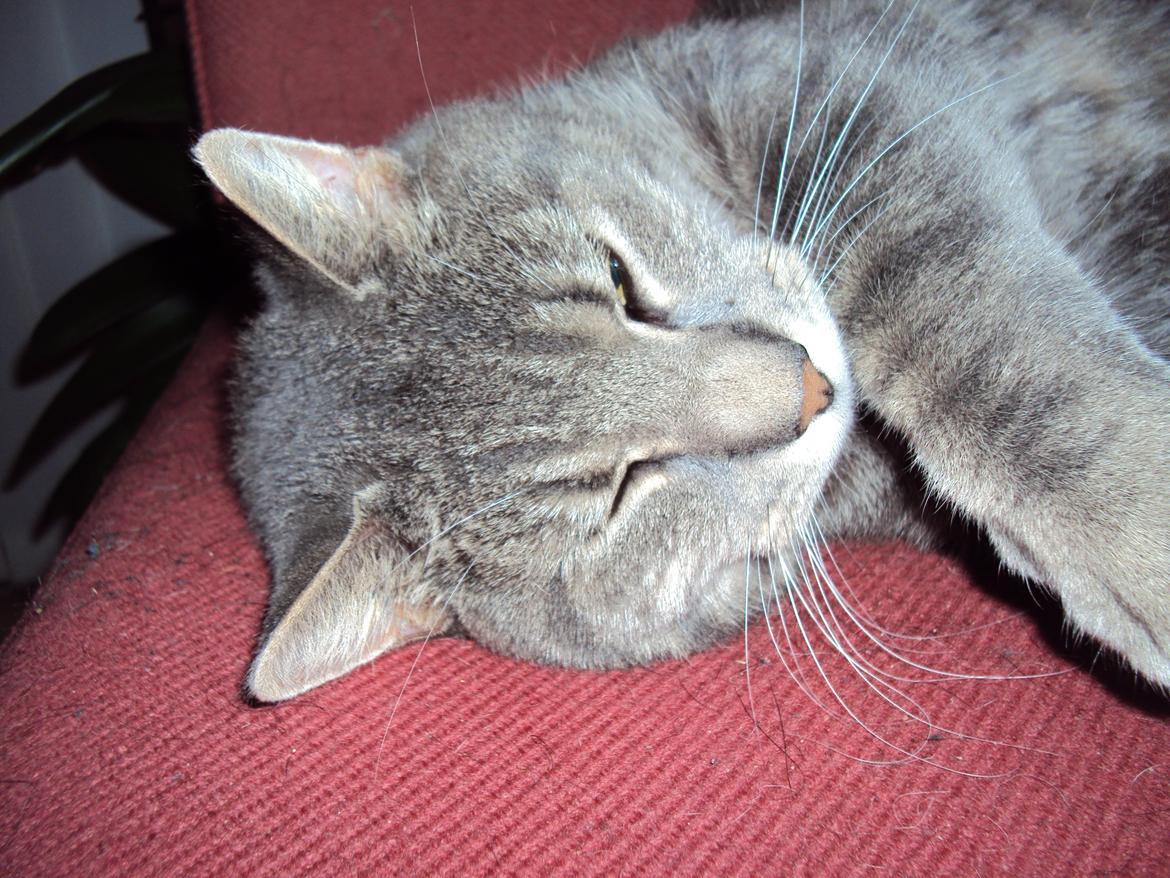 Blanding af racer Missen billede 16